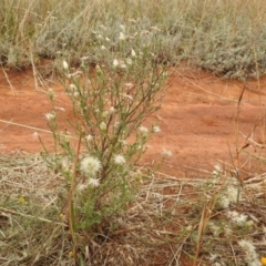 Vittadinia cuneata var. cuneata at Queanbeyan West, NSW - 19 Mar 2021