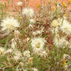 Vittadinia cuneata var. cuneata at Queanbeyan West, NSW - 19 Mar 2021