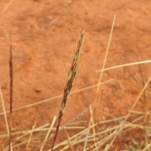 Bothriochloa macra at Queanbeyan West, NSW - 19 Mar 2021 03:39 PM