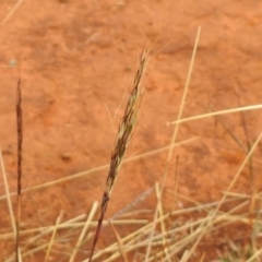 Bothriochloa macra (Red Grass, Red-leg Grass) at Queanbeyan Nature Reserve - 19 Mar 2021 by RodDeb