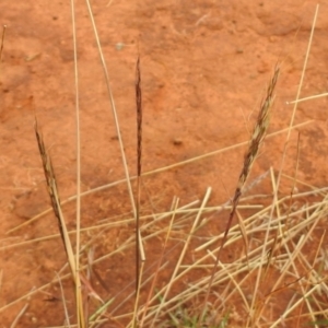 Bothriochloa macra at Queanbeyan West, NSW - 19 Mar 2021 03:39 PM