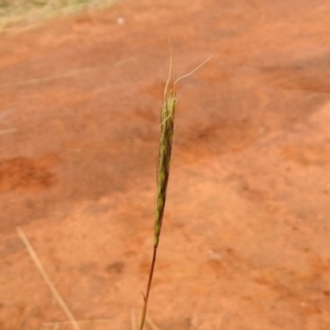 Bothriochloa macra at Queanbeyan West, NSW - 19 Mar 2021 03:39 PM