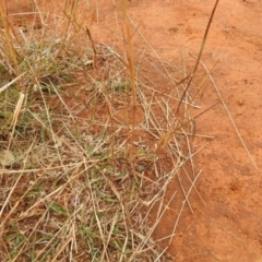 Bothriochloa macra at Queanbeyan West, NSW - 19 Mar 2021