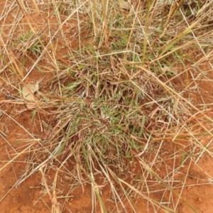 Bothriochloa macra at Queanbeyan West, NSW - 19 Mar 2021 03:39 PM