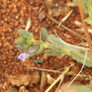 Salvia verbenaca var. verbenaca at Queanbeyan West, NSW - 19 Mar 2021