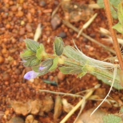 Salvia verbenaca var. verbenaca (Wild Sage) at Queanbeyan Nature Reserve - 19 Mar 2021 by RodDeb