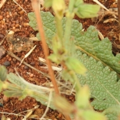 Salvia verbenaca var. verbenaca at Queanbeyan West, NSW - 19 Mar 2021