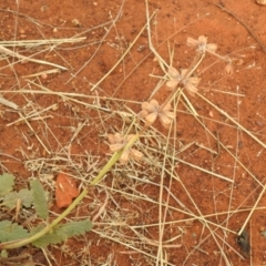 Salvia verbenaca var. verbenaca at Queanbeyan West, NSW - 19 Mar 2021