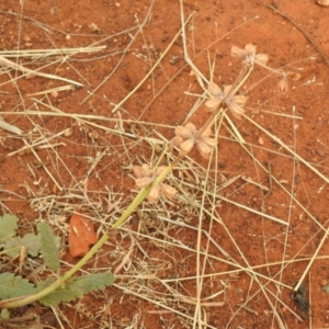 Salvia verbenaca var. verbenaca at Queanbeyan West, NSW - 19 Mar 2021 03:41 PM