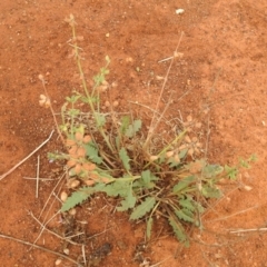 Salvia verbenaca var. verbenaca at Queanbeyan West, NSW - 19 Mar 2021 03:41 PM