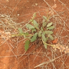 Salvia verbenaca var. verbenaca at Queanbeyan West, NSW - 19 Mar 2021 03:41 PM