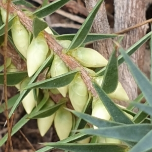 Melichrus urceolatus at Cook, ACT - 19 Mar 2021