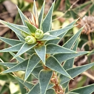 Melichrus urceolatus at Cook, ACT - 19 Mar 2021