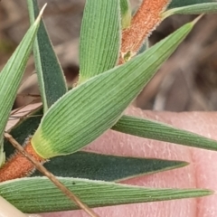 Melichrus urceolatus at Cook, ACT - 19 Mar 2021 09:06 AM