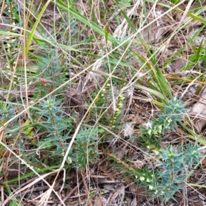 Melichrus urceolatus at Cook, ACT - 19 Mar 2021