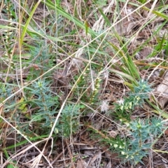 Melichrus urceolatus at Cook, ACT - 19 Mar 2021