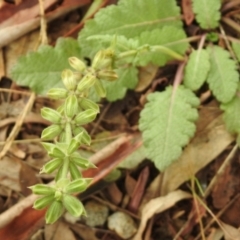 Salvia verbenaca var. verbenaca (Wild Sage) at Queanbeyan Nature Reserve - 19 Mar 2021 by RodDeb