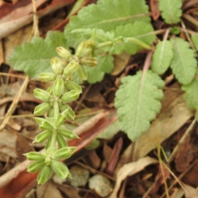 Salvia verbenaca var. verbenaca (Wild Sage) at Queanbeyan Nature Reserve - 19 Mar 2021 by RodDeb