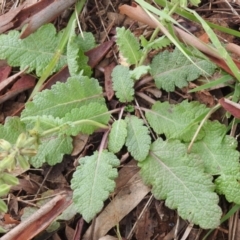 Salvia verbenaca var. verbenaca at Queanbeyan West, NSW - 19 Mar 2021