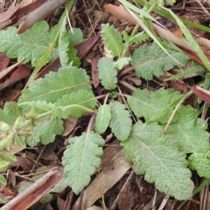 Salvia verbenaca var. verbenaca at Queanbeyan West, NSW - 19 Mar 2021