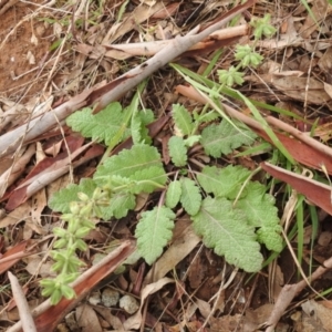 Salvia verbenaca var. verbenaca at Queanbeyan West, NSW - 19 Mar 2021