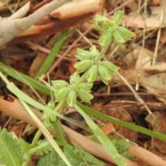 Salvia verbenaca var. verbenaca at Queanbeyan West, NSW - 19 Mar 2021 03:51 PM