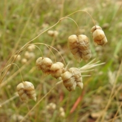 Briza maxima (Quaking Grass, Blowfly Grass) at Queanbeyan West, NSW - 19 Mar 2021 by RodDeb