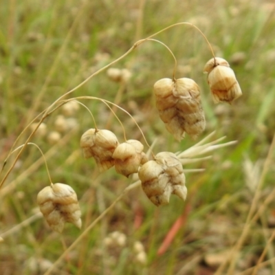 Briza maxima (Quaking Grass, Blowfly Grass) at Queanbeyan West, NSW - 19 Mar 2021 by RodDeb