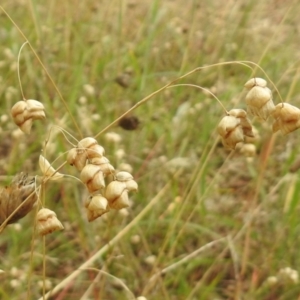 Briza maxima at Queanbeyan West, NSW - 19 Mar 2021