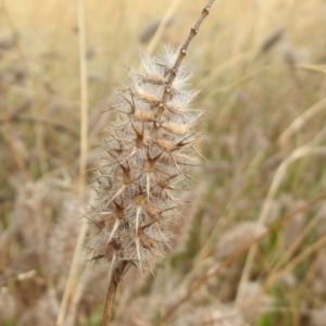 Trifolium angustifolium at Queanbeyan West, NSW - 19 Mar 2021