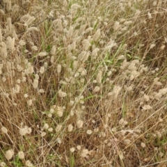 Trifolium angustifolium at Queanbeyan West, NSW - 19 Mar 2021