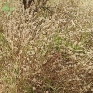 Trifolium angustifolium at Queanbeyan West, NSW - 19 Mar 2021