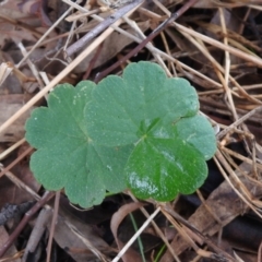 Hydrocotyle laxiflora (Stinking Pennywort) at Queanbeyan Nature Reserve - 19 Mar 2021 by RodDeb