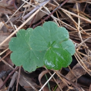 Hydrocotyle laxiflora at Queanbeyan West, NSW - 19 Mar 2021