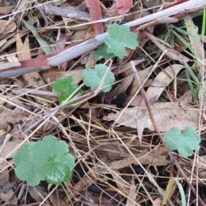 Hydrocotyle laxiflora at Queanbeyan West, NSW - 19 Mar 2021