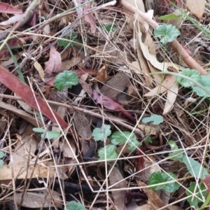 Hydrocotyle laxiflora at Queanbeyan West, NSW - 19 Mar 2021