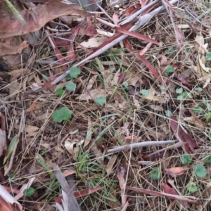 Hydrocotyle laxiflora at Queanbeyan West, NSW - 19 Mar 2021