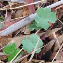 Hydrocotyle laxiflora at Queanbeyan West, NSW - 19 Mar 2021