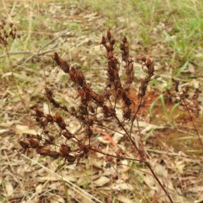 Hypericum perforatum (St John's Wort) at Queanbeyan Nature Reserve - 19 Mar 2021 by RodDeb