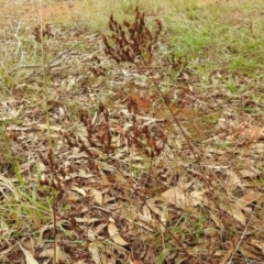 Hypericum perforatum at Queanbeyan West, NSW - 19 Mar 2021