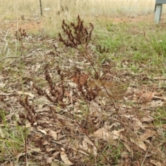 Hypericum perforatum at Queanbeyan West, NSW - 19 Mar 2021