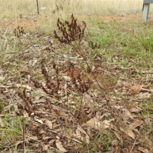 Hypericum perforatum at Queanbeyan West, NSW - 19 Mar 2021