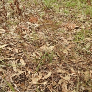 Hypericum perforatum at Queanbeyan West, NSW - 19 Mar 2021