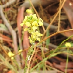 Hirschfeldia incana (Buchan Weed) at Queanbeyan West, NSW - 19 Mar 2021 by RodDeb