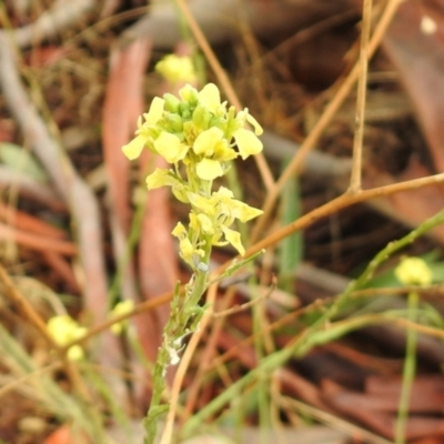 Hirschfeldia incana (Buchan Weed) at Queanbeyan Nature Reserve - 19 Mar 2021 by RodDeb