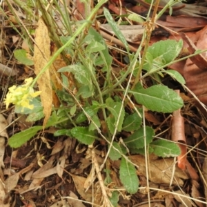 Hirschfeldia incana at Queanbeyan West, NSW - 19 Mar 2021