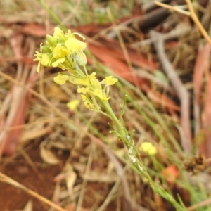 Hirschfeldia incana at Queanbeyan West, NSW - 19 Mar 2021