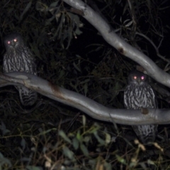 Ninox connivens (Barking Owl) at Albury - 19 Mar 2021 by WingsToWander