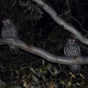 Ninox connivens at Wodonga, VIC - suppressed