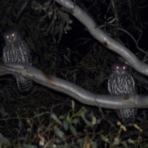 Ninox connivens at Wodonga, VIC - 19 Mar 2021